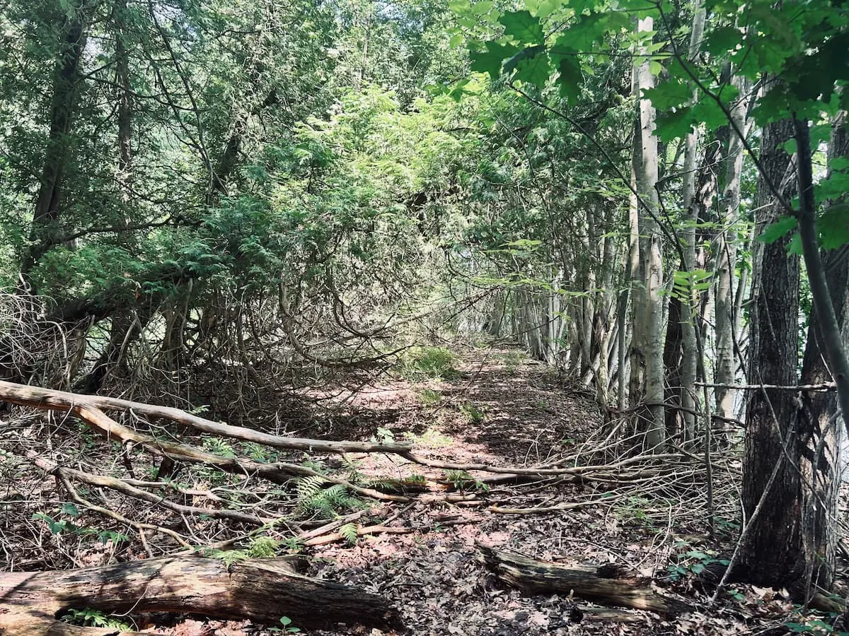 A leaf-covered trail through tall woods