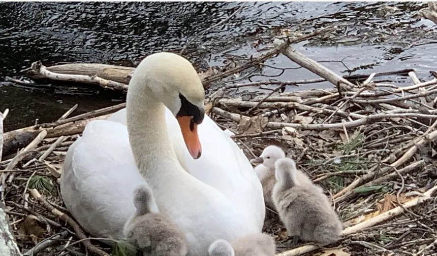 A swan on her nest with cygnets at the edge of the reservoir